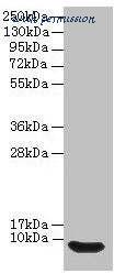 MyBioSource MBS1490249 image 1
