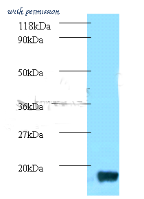 MyBioSource MBS1499474 image 1