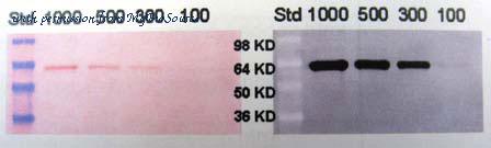 MyBioSource MBS168532 image 1