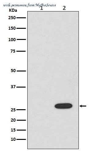 MyBioSource MBS1750160 image 1
