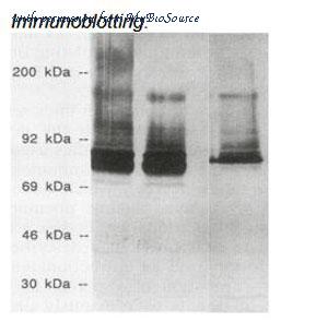 MyBioSource MBS190428 image 2