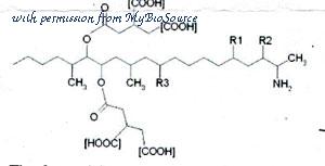 MyBioSource MBS190952 image 1