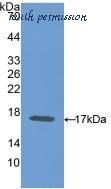 MyBioSource MBS2003163 image 1