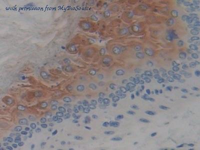 MyBioSource MBS2005467 image 2
