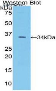 MyBioSource MBS2005467 image 3