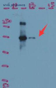 MyBioSource MBS2005780 image 1