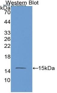 MyBioSource MBS2025793 image 1