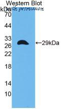 MyBioSource MBS2025863 image 1