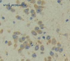 MyBioSource MBS2025863 image 2
