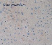 MyBioSource MBS2032082 image 1
