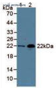 MyBioSource MBS2090589 image 1