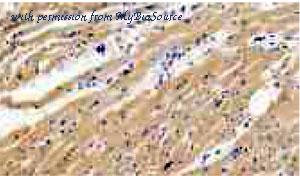 MyBioSource MBS2090589 image 3