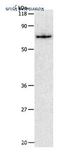 MyBioSource MBS2516484 image 1