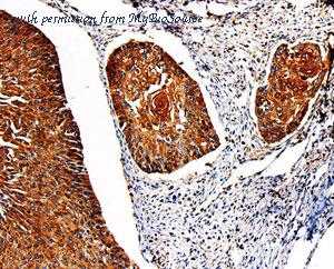 MyBioSource MBS2516484 image 2