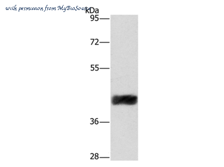 MyBioSource MBS2516656 image 1