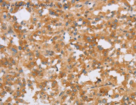 MyBioSource MBS2516656 image 3