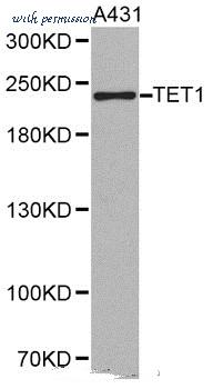 MyBioSource MBS2519812 image 1