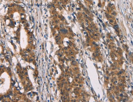MyBioSource MBS2522916 image 2