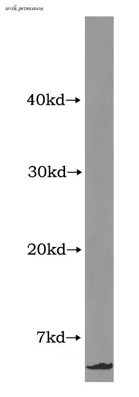 MyBioSource MBS2523310 image 1