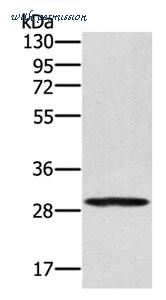 MyBioSource MBS2528332 image 1