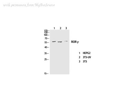 MyBioSource MBS2535294 image 1