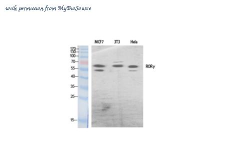 MyBioSource MBS2535294 image 2