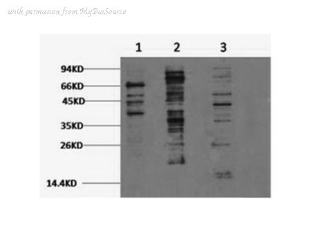 MyBioSource MBS2535433 image 1