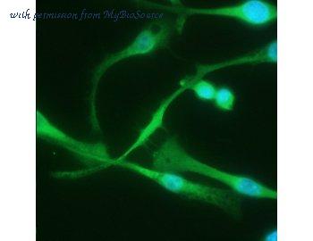 MyBioSource MBS375282 image 1