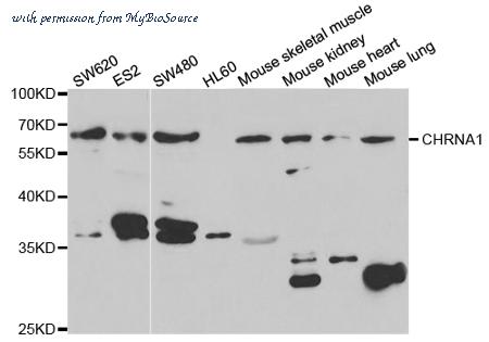 MyBioSource MBS4150299 image 1