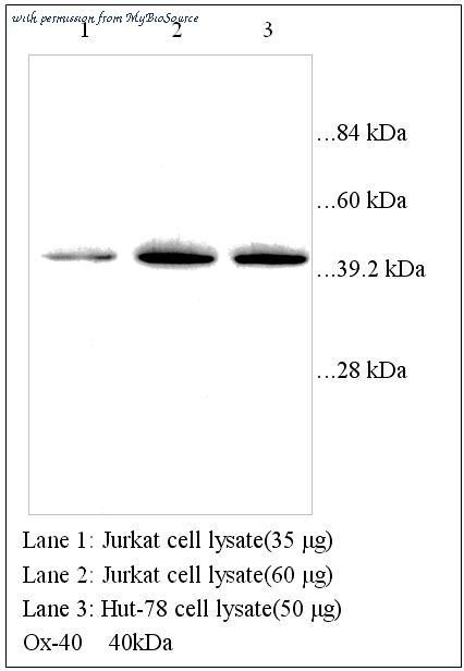 MyBioSource MBS415576 image 1