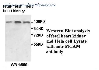 MyBioSource MBS416853 image 1