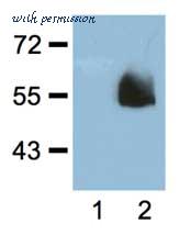 MyBioSource MBS525002 image 1