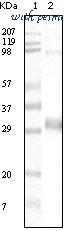 MyBioSource MBS533861 image 1