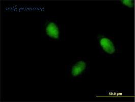 MyBioSource MBS6003867 image 2