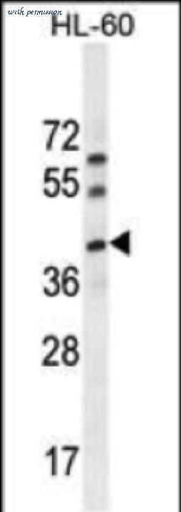 MyBioSource MBS6004199 image 1