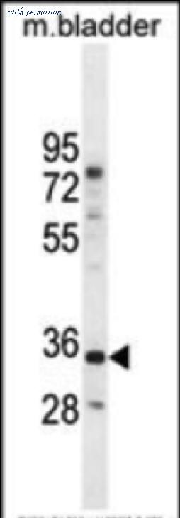 MyBioSource MBS6004199 image 2