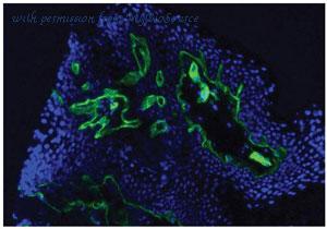 MyBioSource MBS673089 image 1