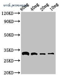 MyBioSource MBS7103909 image 1