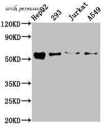 MyBioSource MBS7110323 image 1