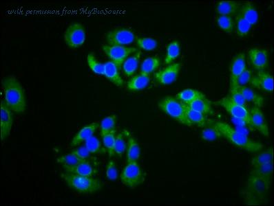 MyBioSource MBS7110323 image 3