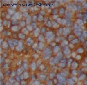 MyBioSource MBS7601508 image 1