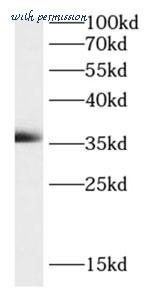 MyBioSource MBS7601508 image 2