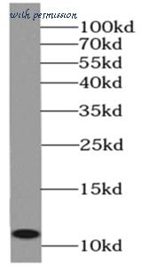 MyBioSource MBS7601572 image 2