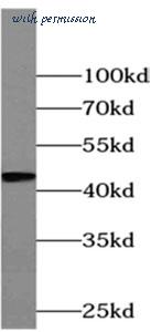 MyBioSource MBS7604184 image 2