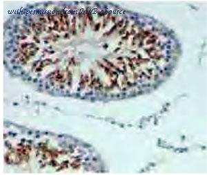 MyBioSource MBS7604990 image 1