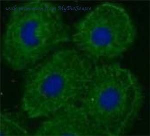 MyBioSource MBS7605105 image 1