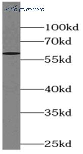 MyBioSource MBS7605105 image 2