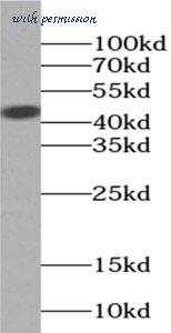MyBioSource MBS7605578 image 1