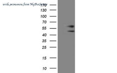 MyBioSource MBS831333 image 1