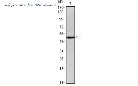 MyBioSource MBS832836 image 1
